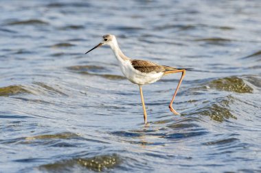 Valencia, İspanya 'daki Albufera doğal parkında genç siyah kanatlı stilt (himantopus himantopus).