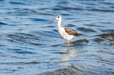 Valencia, İspanya 'daki Albufera doğal parkında genç siyah kanatlı stilt (himantopus himantopus).