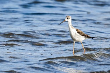 Valencia, İspanya 'daki Albufera doğal parkında genç siyah kanatlı stilt (himantopus himantopus).