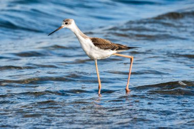 Valencia, İspanya 'daki Albufera doğal parkında genç siyah kanatlı stilt (himantopus himantopus).
