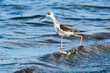 Valencia, İspanya 'daki Albufera doğal parkında genç siyah kanatlı stilt (himantopus himantopus).