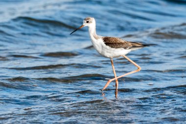 Valencia, İspanya 'daki Albufera doğal parkında genç siyah kanatlı stilt (himantopus himantopus).