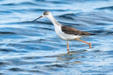 Valencia, İspanya 'daki Albufera doğal parkında genç siyah kanatlı stilt (himantopus himantopus).