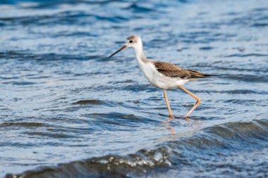 Valencia, İspanya 'daki Albufera doğal parkında genç siyah kanatlı stilt (himantopus himantopus).