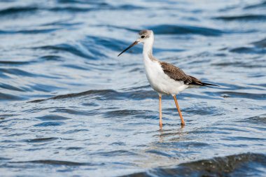 Valencia, İspanya 'daki Albufera doğal parkında genç siyah kanatlı stilt (himantopus himantopus).