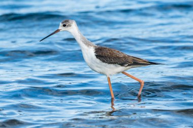 Valencia, İspanya 'daki Albufera doğal parkında genç siyah kanatlı stilt (himantopus himantopus).