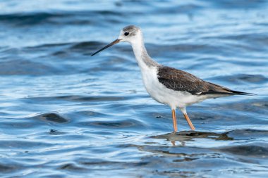 Valencia, İspanya 'daki Albufera doğal parkında genç siyah kanatlı stilt (himantopus himantopus).