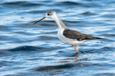 Valencia, İspanya 'daki Albufera doğal parkında genç siyah kanatlı stilt (himantopus himantopus).