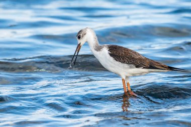 Genç siyah kanatlı stilt (himantopus himantopus) Valencia doğal parkının Albufera 'sında küçük bir balığı yiyor, Valencia, İspanya.