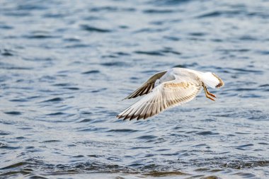 İnce gagalı martı (larus genei) Valencia doğal parkının Albufera 'sında uçuyor, Valencia, İspanya.