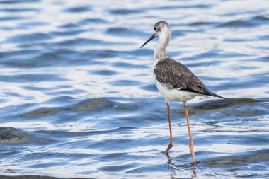 Valencia, İspanya 'daki Albufera doğal parkında genç siyah kanatlı stilt (himantopus himantopus).