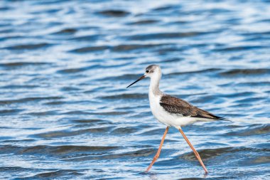 Valencia, İspanya 'daki Albufera doğal parkında genç siyah kanatlı stilt (himantopus himantopus).