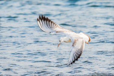 İnce gagalı martı (larus genei) Valencia doğal parkının Albufera 'sında uçuyor, Valencia, İspanya.