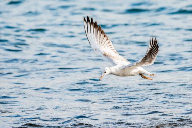 İnce gagalı martı (larus genei) Valencia doğal parkının Albufera 'sında uçuyor, Valencia, İspanya.