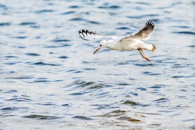 İnce gagalı martı (larus genei) Valencia doğal parkının Albufera 'sında uçuyor, Valencia, İspanya.