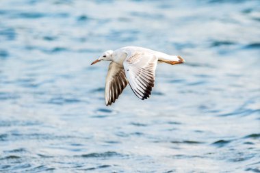 İnce gagalı martı (larus genei) Valencia doğal parkının Albufera 'sında uçuyor, Valencia, İspanya.