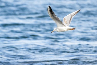 İnce gagalı martı (larus genei) Valencia doğal parkının Albufera 'sında uçuyor, Valencia, İspanya.