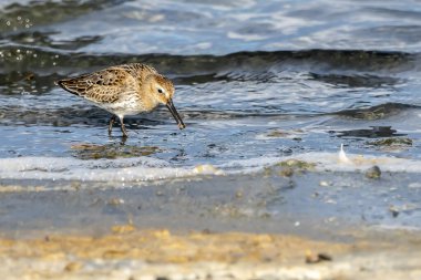 Valencia doğal parkının Albufera 'daki Dunlin (calidris alpina) çifti, Valencia, İspanya.