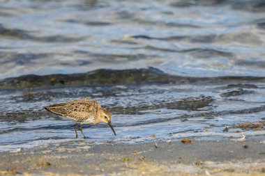 Valencia doğal parkının Albufera 'daki Dunlin (calidris alpina) çifti, Valencia, İspanya.