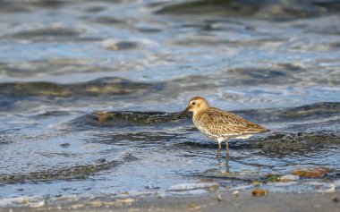 Valencia doğal parkının Albufera 'daki Dunlin (calidris alpina) çifti, Valencia, İspanya.