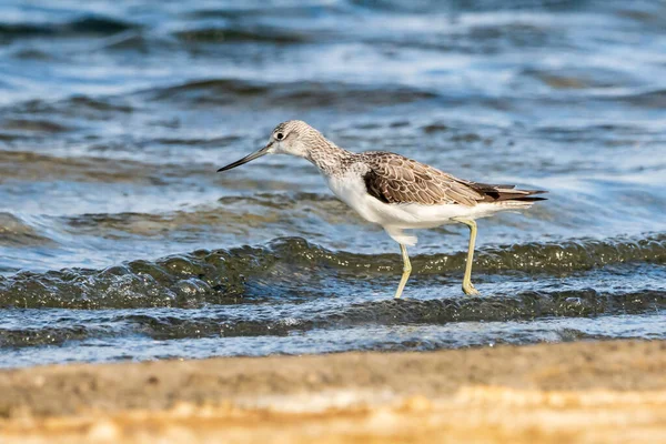 Greenshank (tringa nebularia) Valencia doğal parkının Albufera 'sı, Valencia, İspanya.