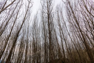 Kışın Serpis nehri yakınlarında yapraksız kavak ormanı.