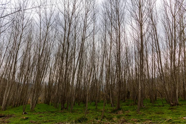 Floresta Álamo Sem Folhas Inverno Perto Rio Serpis — Fotografia de Stock
