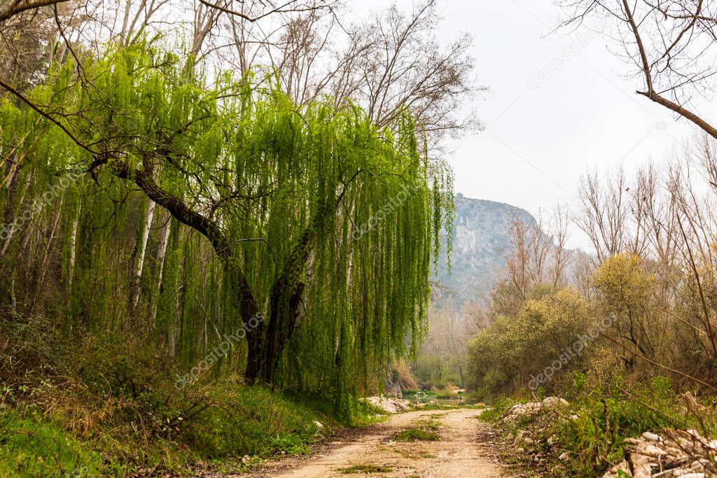 Weeping willow next to the old train track and the Serpis river in Villalonga, Valencia, Spain.