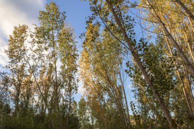 Sonbaharda sarı yapraklı kavak ormanı, Alicante, İspanya.