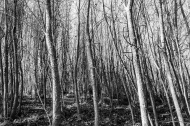Serpis nehri yakınlarında kışın yapraksız kavak ormanı siyah beyaz, Alicante, İspanya.
