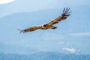 Griffon Vulture (gyps fulvus) uçuyor, Alcoy, Valencia Community, İspanya.
