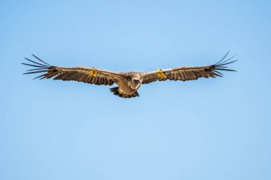 Griffon Vulture (gyps fulvus) uçuyor, Alcoy, Valencia Community, İspanya.