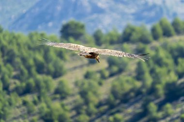 Griffon Vulture (gyps fulvus) uçuyor, Alcoy, Valencia Community, İspanya.