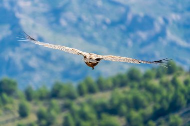 Griffon Vulture (gyps fulvus) uçuyor, Alcoy, Valencia Community, İspanya.