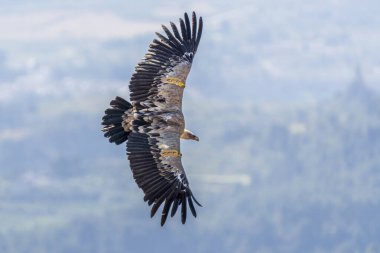 Griffon Vulture (gyps fulvus) uçuyor, Alcoy, Valencia Community, İspanya.