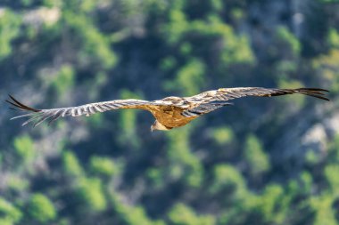 Griffon Vulture (gyps fulvus) uçuyor, Alcoy, Valencia Community, İspanya.