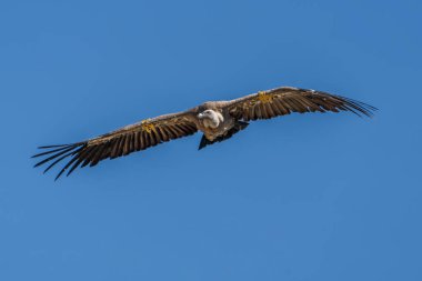 Griffon Vulture (gyps fulvus) uçuyor, Alcoy, Valencia Community, İspanya.