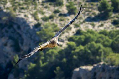 Griffon Vulture (gyps fulvus) uçuyor, Alcoy, Valencia Community, İspanya.