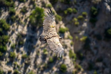 Griffon Vulture (gyps fulvus) uçuyor, Alcoy, Valencia Community, İspanya.