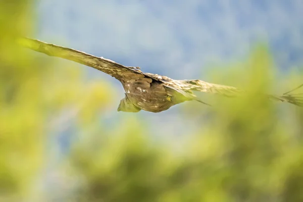 Griffon Gier Gyps Fulvus Vlucht Tussen Bomen Alcoy Valenciaanse Gemeenschap — Stockfoto