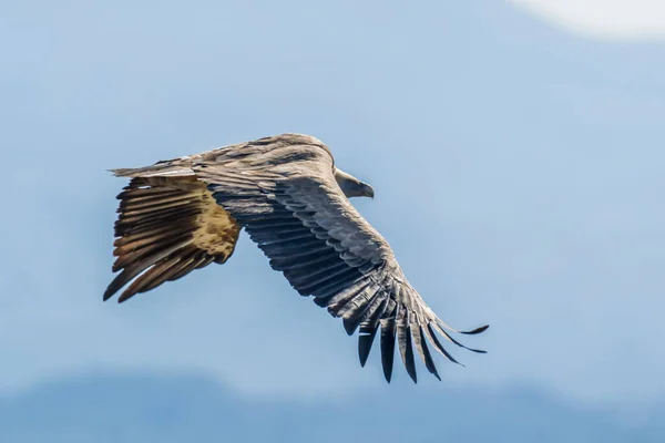 Griffongam Zigenare Fulvus Flygning Alcoy Valencias Kommun Spanien — Stockfoto