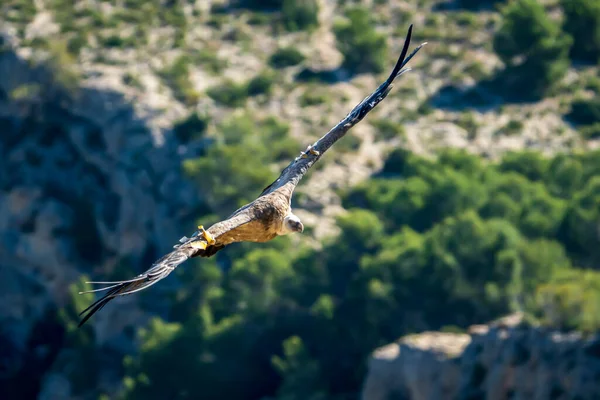Griffon Vulture (gyps fulvus) uçuyor, Alcoy, Valencia Community, İspanya.
