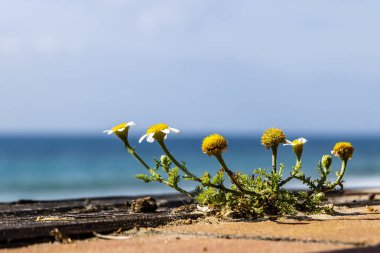 Güneşli bir günde arka planda deniz olan az yapraklı Daisy..