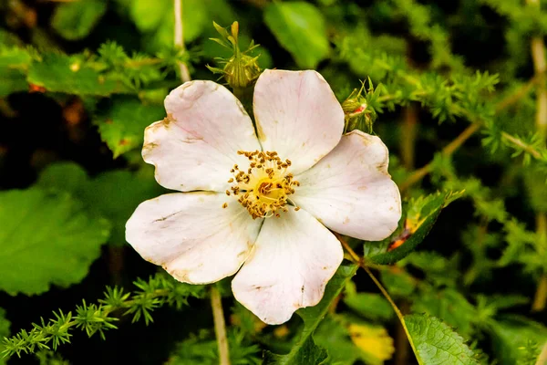 Detalhe Flor Branca Com Toques Rosa Fundo Verde — Fotografia de Stock