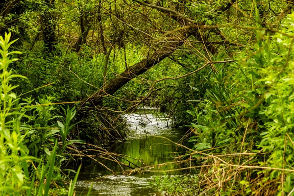 Piccolo Fiume Tra Vegetazione Nella Città Banyeres Mariola Fiume Vinalopo — Foto Stock