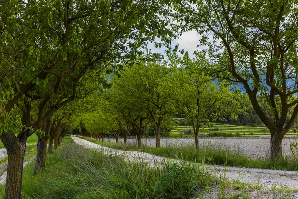 Strada Sterrata Tra Gelsi Verdi Tra Prati — Foto Stock