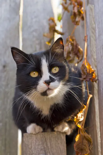 Bahçedeki kara kedi