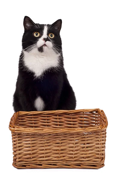 Bahçedeki kara kedi