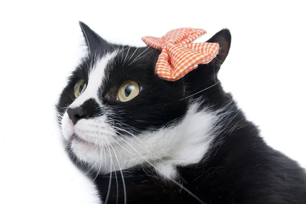 Yaylı kara kedi.