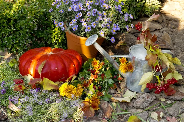 Composición de calabazas maduras —  Fotos de Stock